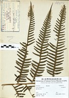 藏品(瓦氏鳳尾蕨)的圖片